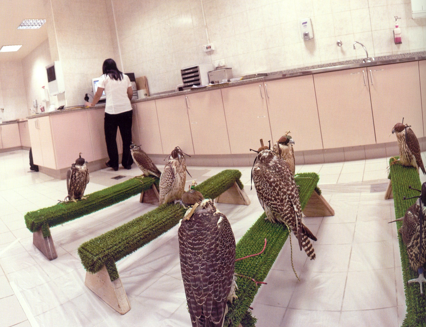 阿布扎比的鹰隼医院